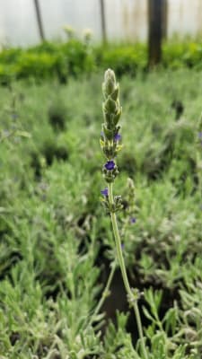 Lavanda Goodwin Creek4
