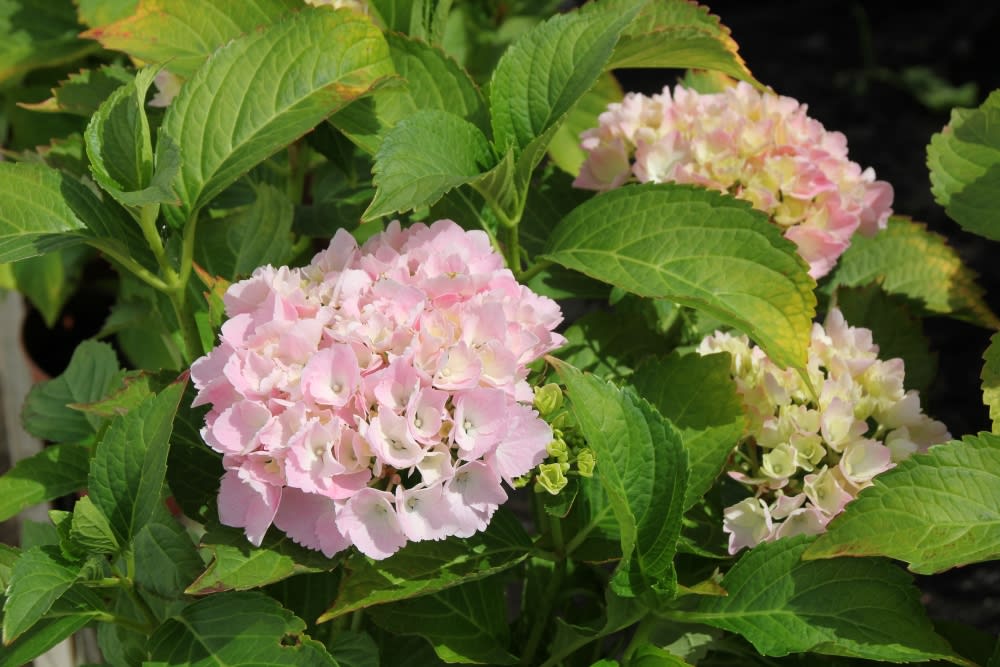 Hortensia Rosada | Botti - Jardinería Profesional