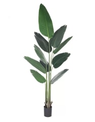 Ave del paraíso 60 cm (10 hojas)