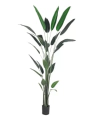 Canna 160 cm (25 Hojas)