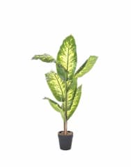 DIEFFENBACHIA 100 CM