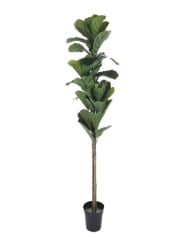 Ficus Lyrata 150 cm (45 Hojas)