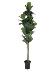 Ficus Lyrata 150 cm (60 hojas)
