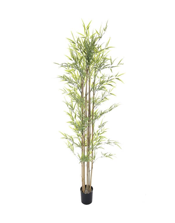 BAMBOO 180 CM 5 TRONCOS1