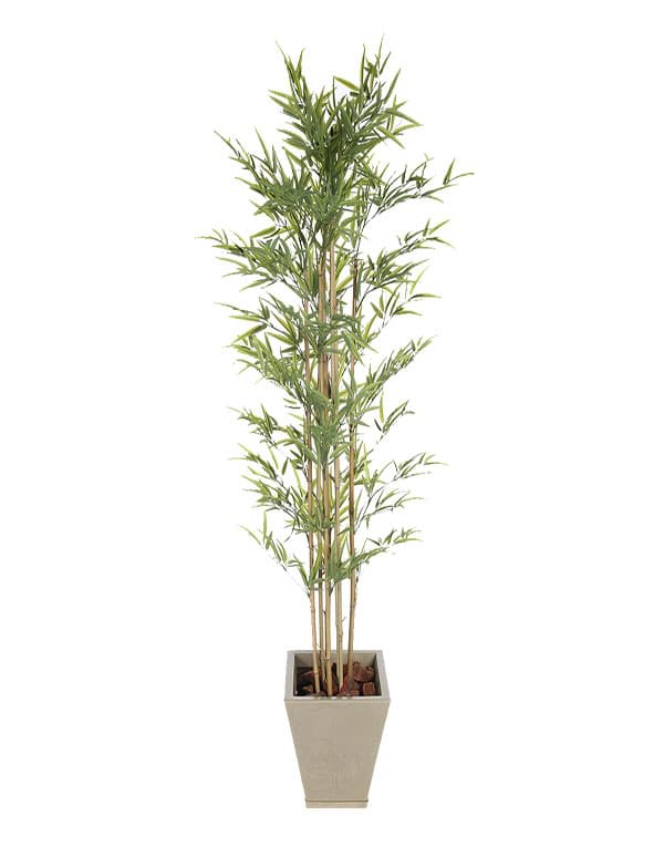 BAMBOO 180 CM 5 TRONCOS4