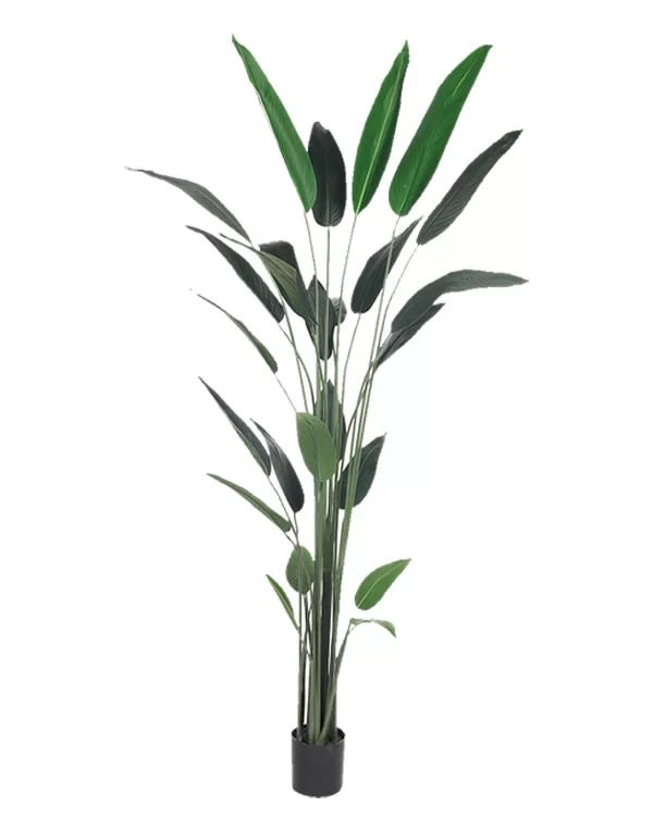 Canna 160 cm (25 Hojas)1