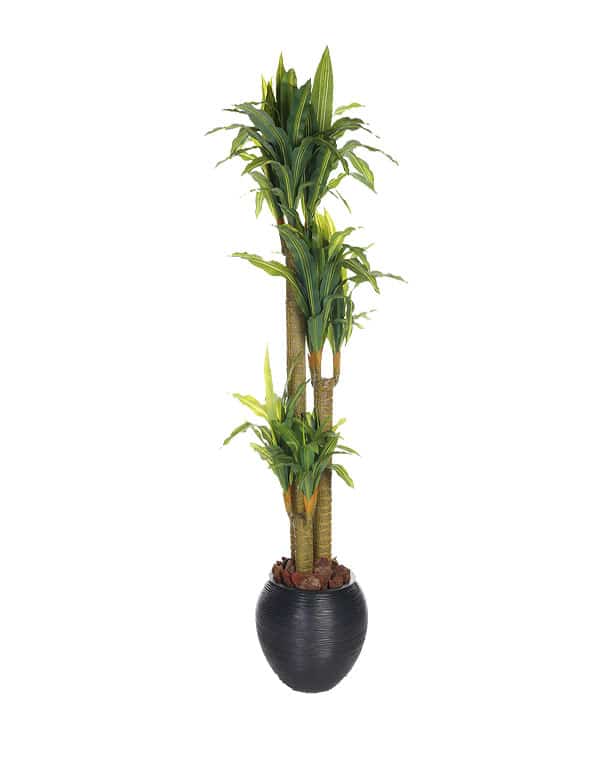 Dracaena 170 cm (90 Hojas)3