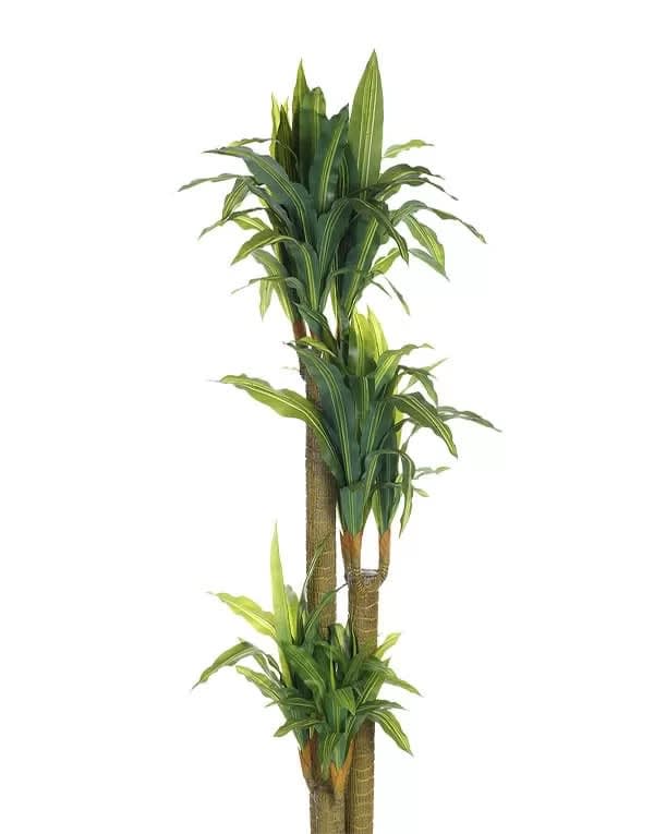 Dracaena 170 cm (90 Hojas)4