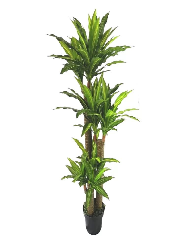 Dracaena 170 cm (120 Hojas)1
