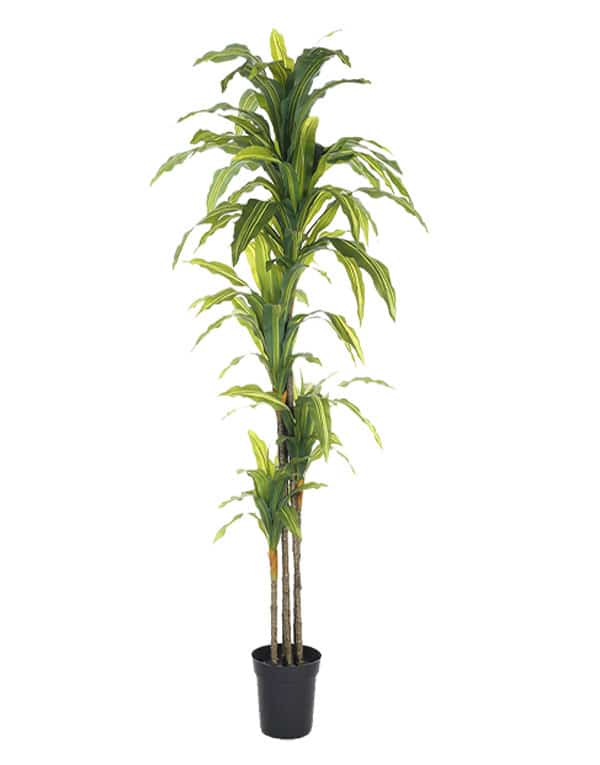 Dracaena 170 cm (120 Hojas)2