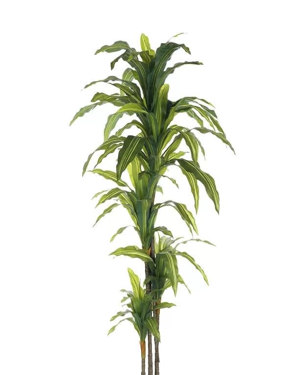 Dracaena 170 cm (120 Hojas)3