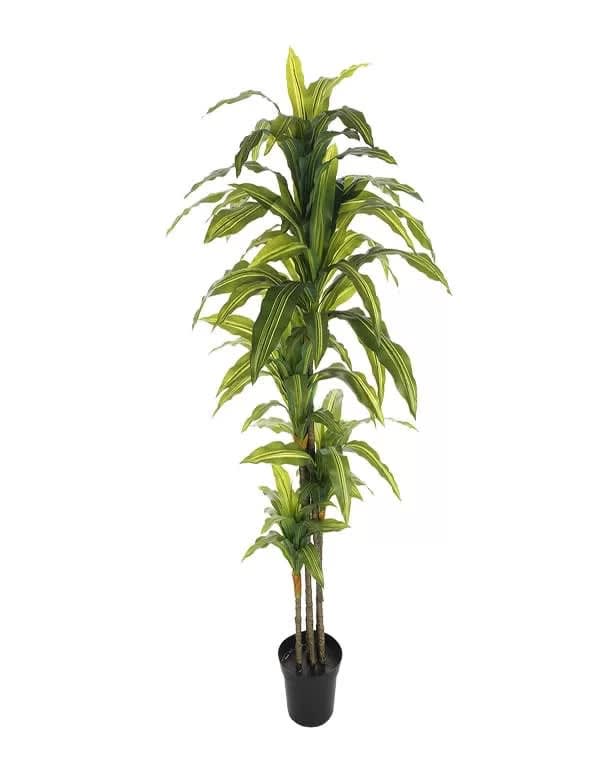 Dracaena 170 cm (120 Hojas)4