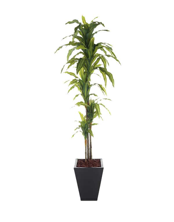 Dracaena 170 cm (120 Hojas)5