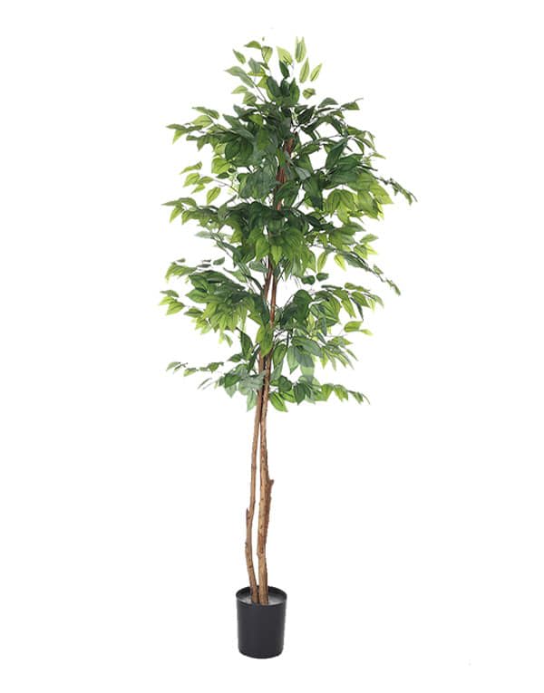 FICUS 150 CM 3 TRONCOS1