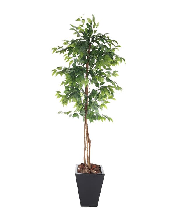 FICUS 150 CM 3 TRONCOS2