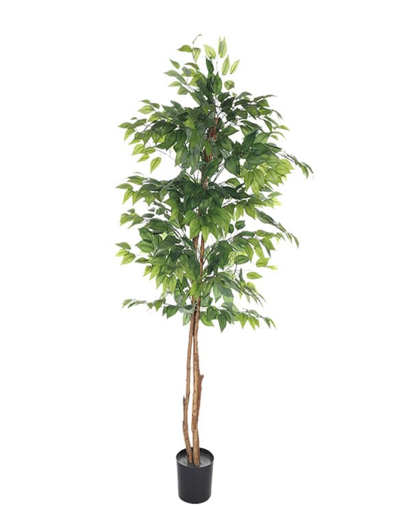 FICUS 150 CM 3 TRONCOS3