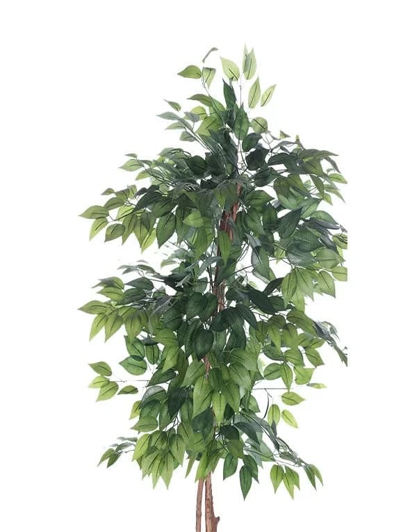 FICUS 150 CM 3 TRONCOS4