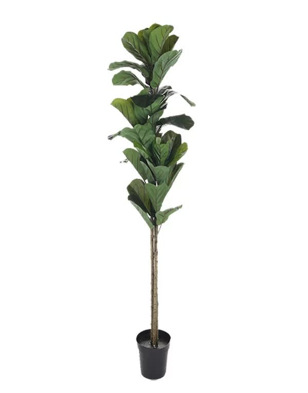 Ficus Lyrata 150 cm (45 Hojas)1