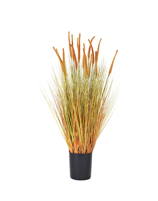 GRASS DOGTAIL AMARILLO ALTO 98 CM1