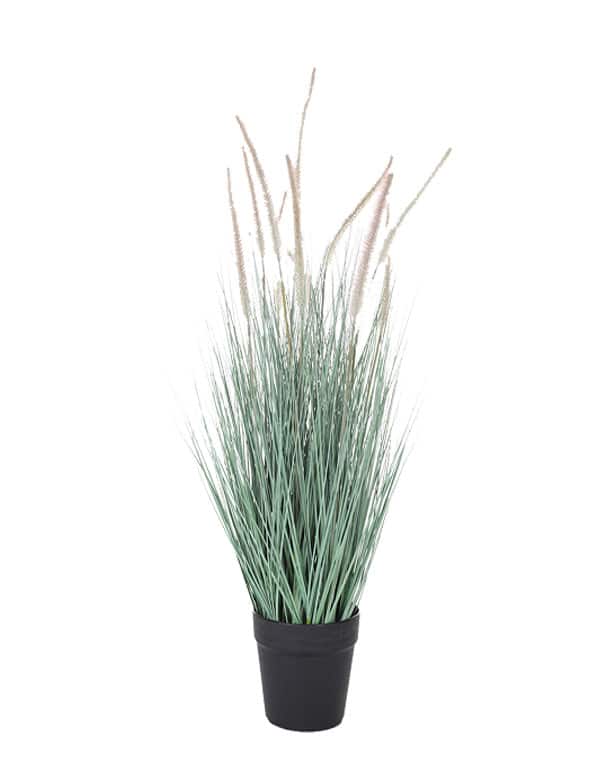 GRASS DOGTAIL CELESTE 71 CM1