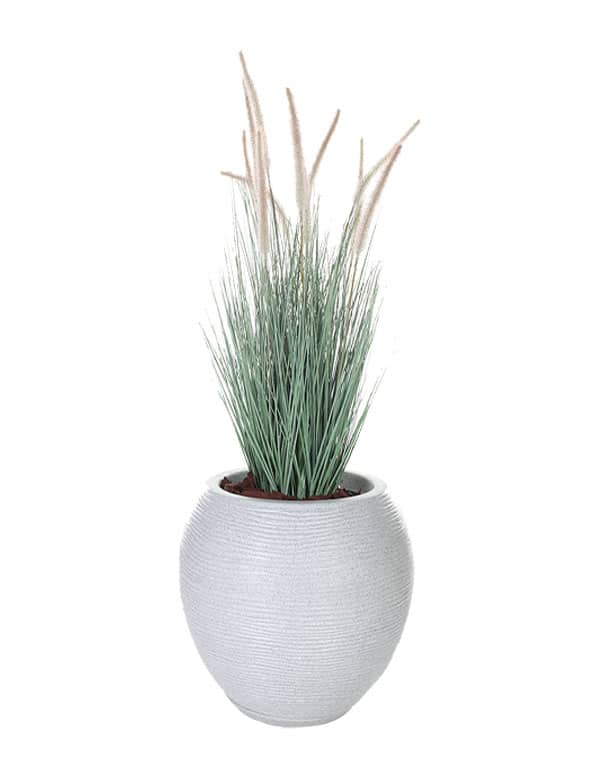 GRASS DOGTAIL CELESTE 71 CM2
