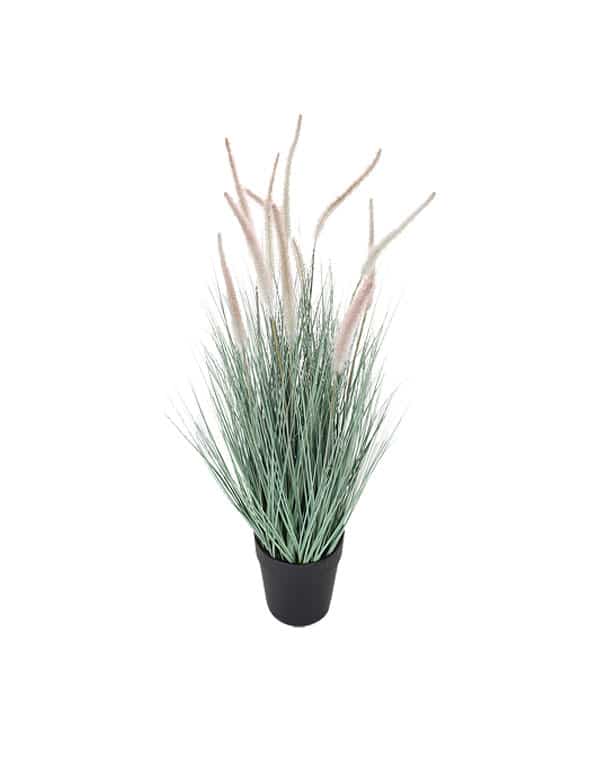 GRASS DOGTAIL CELESTE 71 CM3