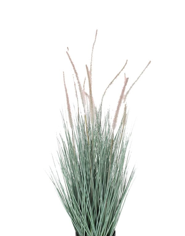 GRASS DOGTAIL CELESTE 71 CM4
