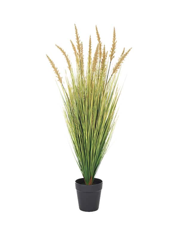 GRASS DOGTAIL VERDE ALTO  91.5 CM1