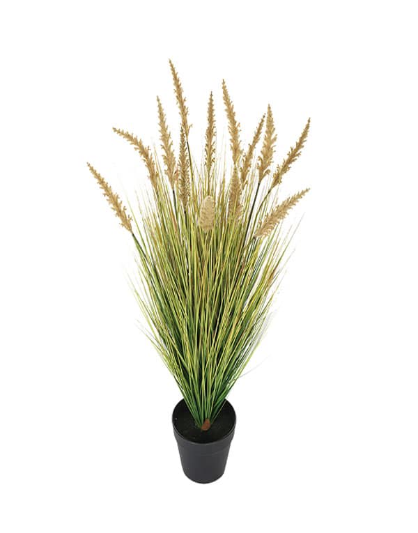 GRASS DOGTAIL VERDE ALTO  91.5 CM2