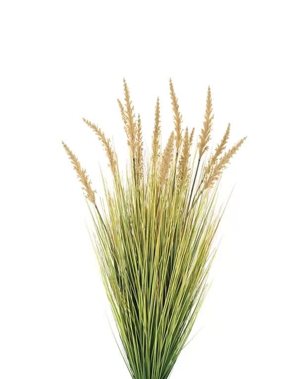 GRASS DOGTAIL VERDE ALTO  91.5 CM3
