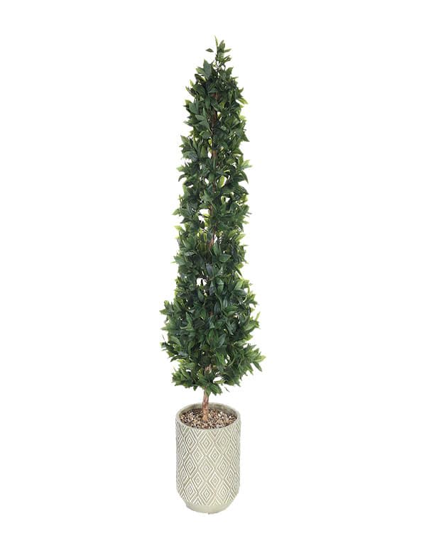Laurel 185 cm con macetero incluido1