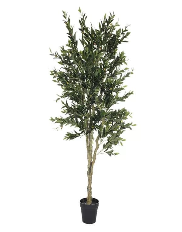 OLIVO ARBOL 170 CM1