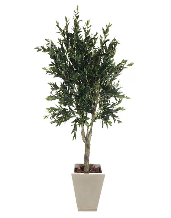 OLIVO ARBOL 150 CM2