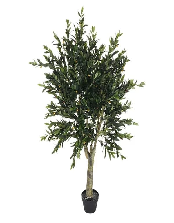 OLIVO ARBOL 150 CM4