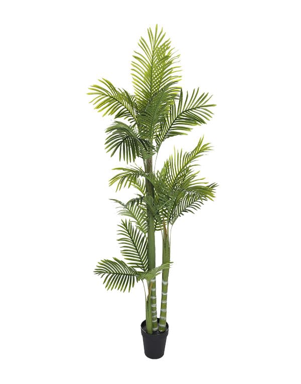 PALMERA 160 CM3