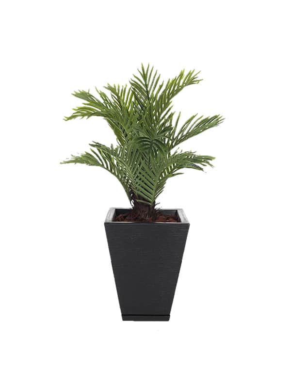 PALMERA 75 CM3