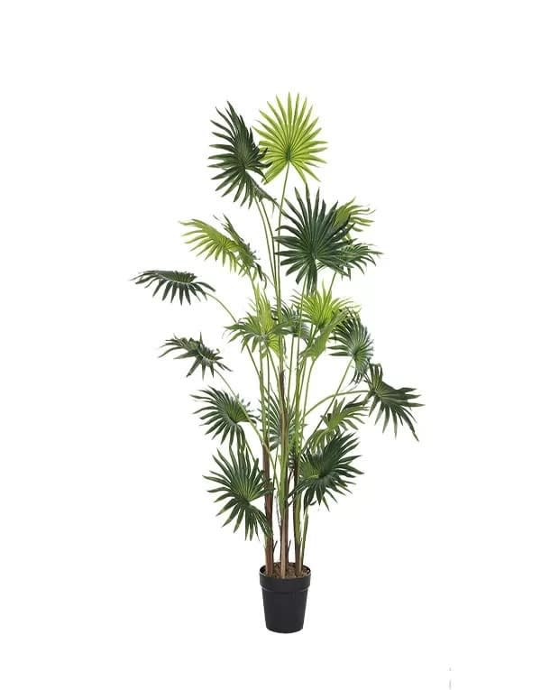 Palmera B 160 cm1
