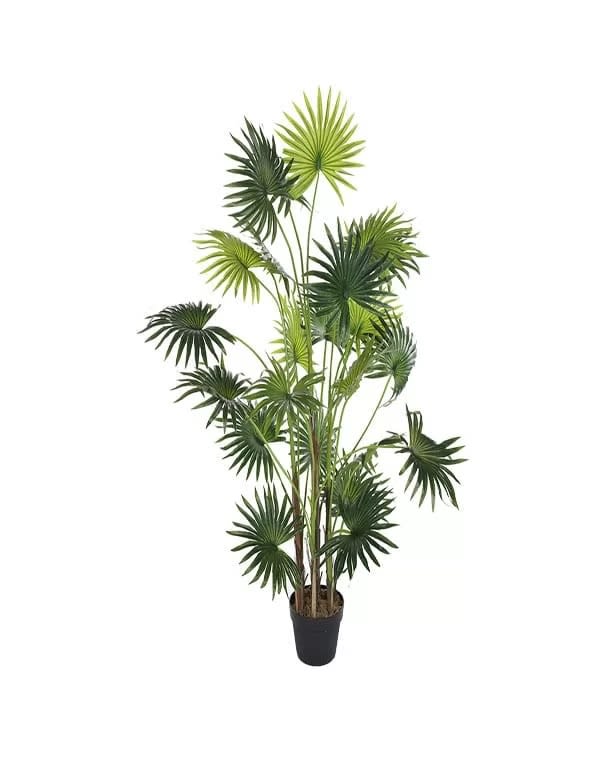 Palmera B 160 cm3