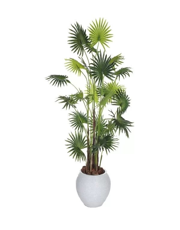 Palmera B 160 cm4