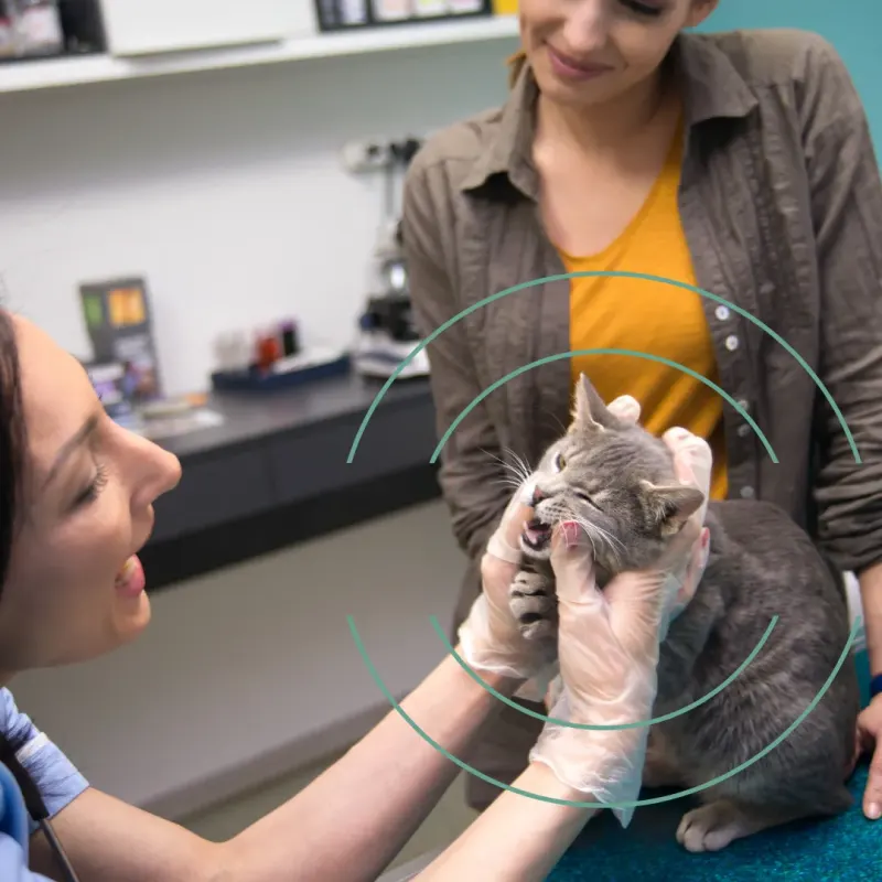 Consulta Veterinaria