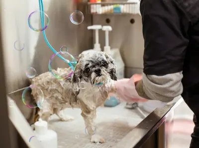 Peluquería de mascotas