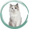 Gato