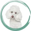 Perro