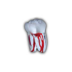 DIENTES SURPREENDENTE