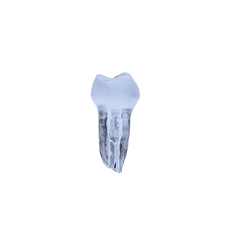 DIENTES SURPREENDENTE2