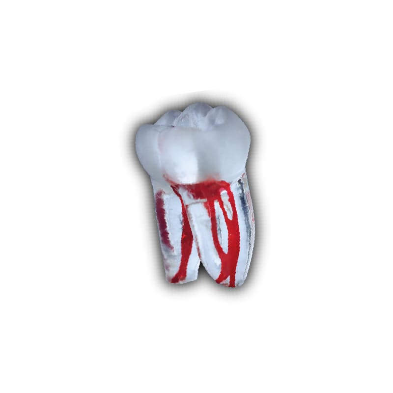 DIENTES SURPREENDENTE1