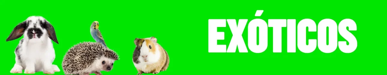 EXÓTICOS