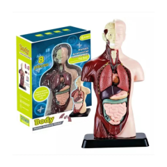 Modelo Anatómico Torso Humano Realista 24cms Piezas Móviles