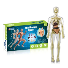 Esqueleto 3d Didáctico Anatomía  Infantil Articulado Piezas