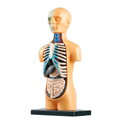 Juguete Cuerpo Humano Torso Medicina Aprendizaje Montessori